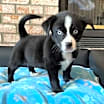 Thumbnail photo of Caboodle #2