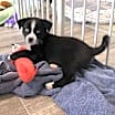Thumbnail photo of Caboodle #3