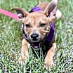 Thumbnail photo of Piper #3
