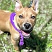 Thumbnail photo of Piper #4