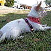 Thumbnail photo of Cloud #3