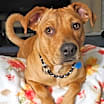 Thumbnail photo of Scooby #3