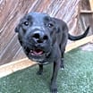 Thumbnail photo of Shep #3