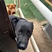 Thumbnail photo of Shep #4