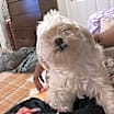 Thumbnail photo of Sasha #2