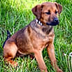 Thumbnail photo of PUPPIES CINNAMON, CORAL, and CRIMSON #1