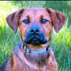 Thumbnail photo of PUPPIES CINNAMON, CORAL, and CRIMSON #2