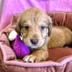 Thumbnail photo of Gabriel #2