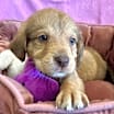 Thumbnail photo of Gabriel #3