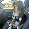 Thumbnail photo of Wesson #1