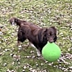 Thumbnail photo of Wesson #2