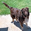Thumbnail photo of Wesson #4