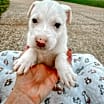 Thumbnail photo of Pinky #1