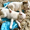 Thumbnail photo of Pinky #2