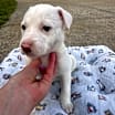 Thumbnail photo of Pinky #3