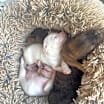 Thumbnail photo of Pinky #4
