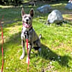 Thumbnail photo of Mukgoo #1