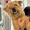 Thumbnail photo of ROBERT (pronounced "Robehr") #2