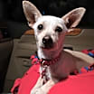Thumbnail photo of Sandy #4