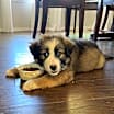 Thumbnail photo of Rocky #1