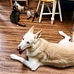 Thumbnail photo of Cloud #2