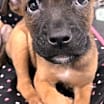 Thumbnail photo of Apollo #2