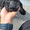 Thumbnail photo of Bam #1