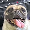 Thumbnail photo of Gigi #3