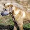 Thumbnail photo of Loki #3