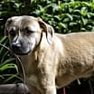 Thumbnail photo of Loki #4