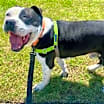 Thumbnail photo of Buster #1