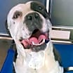 Thumbnail photo of Buster #2