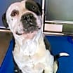 Thumbnail photo of Buster #3