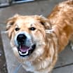 Thumbnail photo of Gordie #1