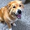 Thumbnail photo of Gordie #2