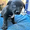 Thumbnail photo of Elliott #4