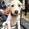 Thumbnail photo of Scooter #1