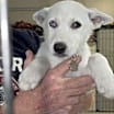 Thumbnail photo of Scout #2