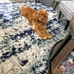 Thumbnail photo of Cash #1