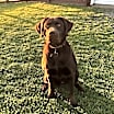 Thumbnail photo of Hank #1