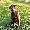 Thumbnail photo of Hank #2