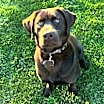 Thumbnail photo of Hank #3