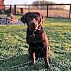 Thumbnail photo of Hank #4