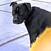 Thumbnail photo of Bella #1