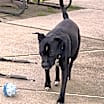 Thumbnail photo of Bella #2
