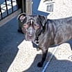 Thumbnail photo of Bella #3
