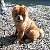 Thumbnail photo of Pepper #1