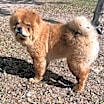 Thumbnail photo of Pepper #3