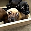 Thumbnail photo of Cookie #2