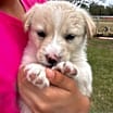 Thumbnail photo of Xyla (Bella) #2